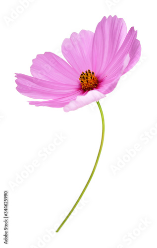 pink Cosmos Flower © anphotos99