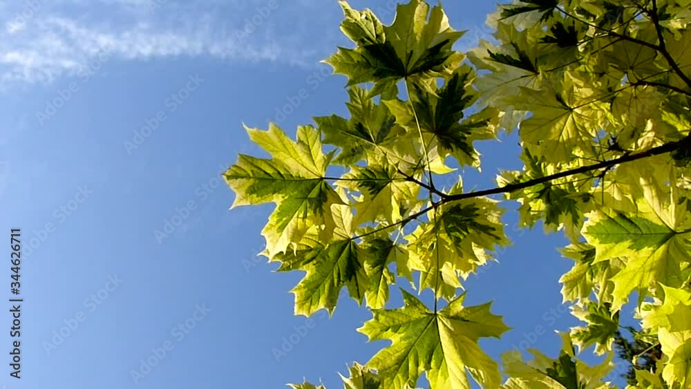 Yellow and green tree leaves in slo-motion moving in a blue sky Yellow and green tree leaves in slo-motion moving in a blue sky