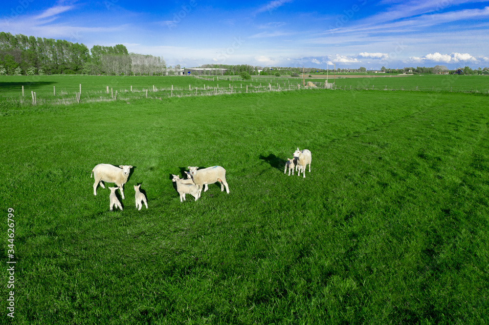 White Sheep and lambs in a green vast field drinking from the sheep's milk with blue sky and white clouds in the background in the Netherlands