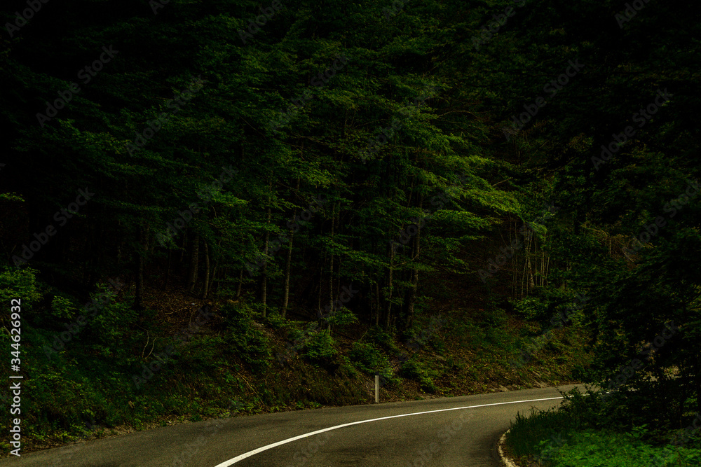 Obraz premium road in the forest