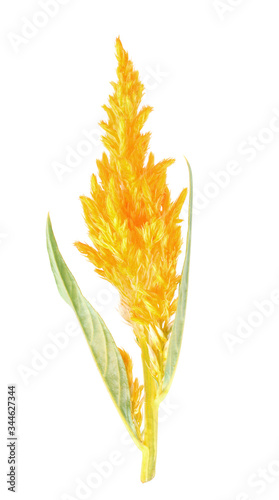 Yellow  Celosia argentea photo