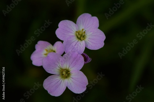 purple flower in the garden