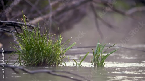 Mist over a small river during sunrise
