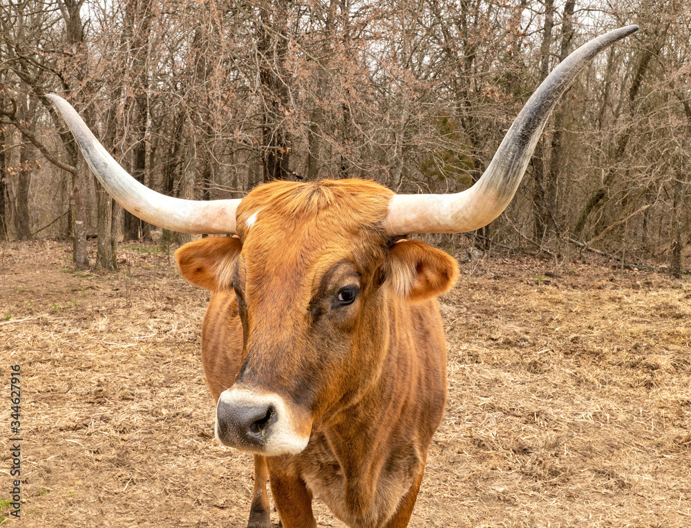 Texas Longhorn beef cattle cow, Bos taurus, with typical long horns in closeup portrait, while standing in a pasture with trees in the background.