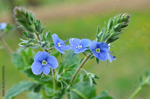 Veronica chamaedrys blooms in nature