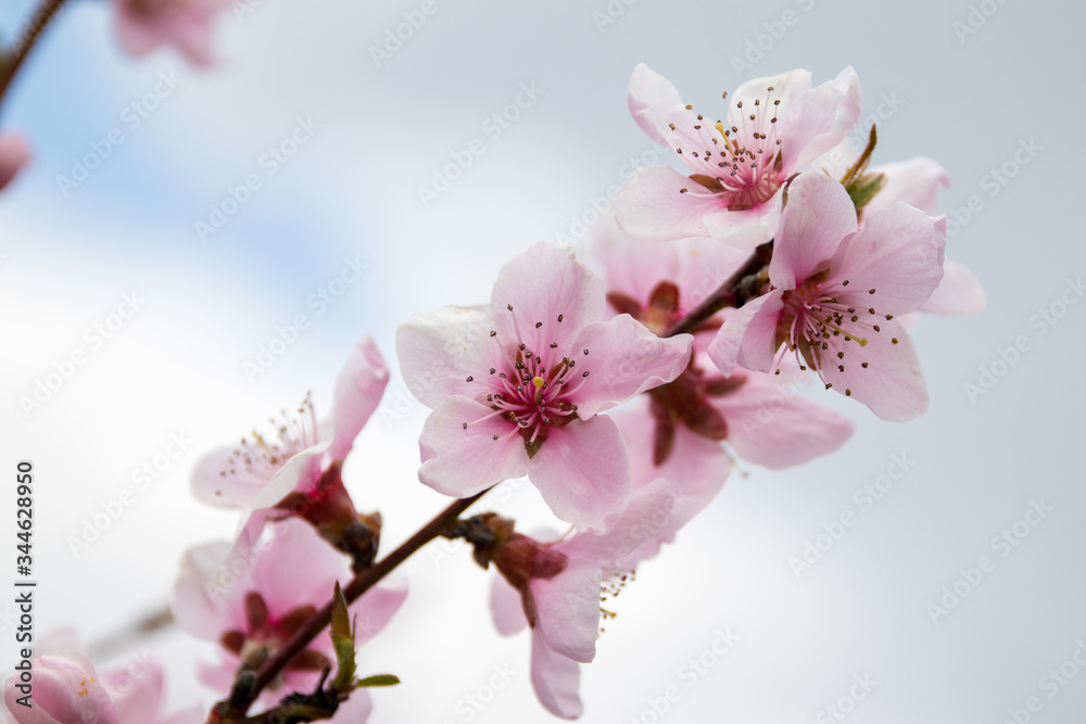 branch of peach blossom on blue sky background branch of peach blossom on blue sky background