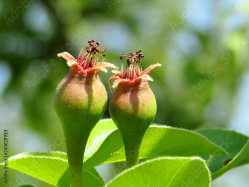 Beautiful young pear fruits after flowering in the orchard during spring season