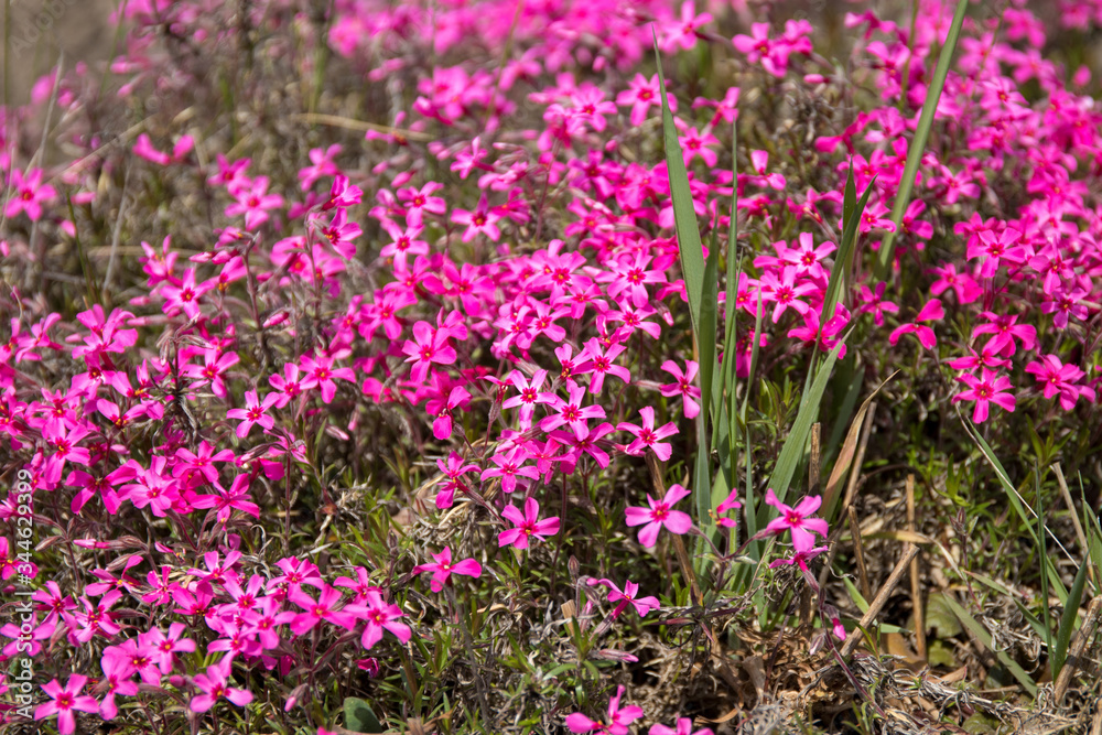 Pink phlox flowers with green grass