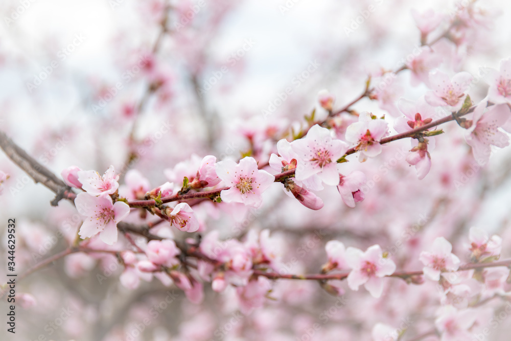 Soft and tender image of peach blossom with light white vignetting effect Soft and tender image of peach blossom with light white vignetting effect