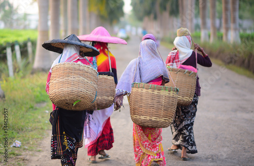 Assam Tea garden workers on their way to pluck leaves.