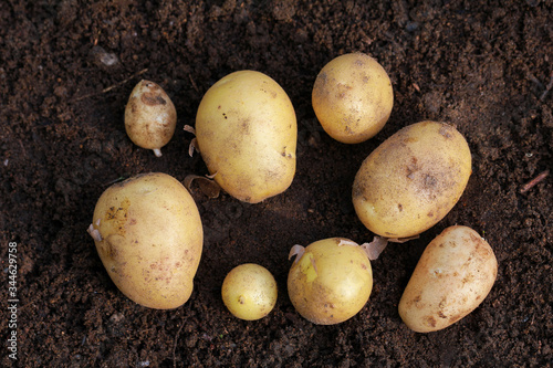 Fresh organic potatoes on the ground  copy space  top view