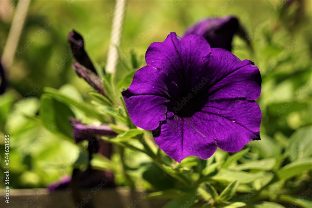Purple or violet surfinia or petunia flower in bloom in the pot on the background of green leaf, closeup, Spring in GA USA. - obrazy, fototapety, plakaty 
