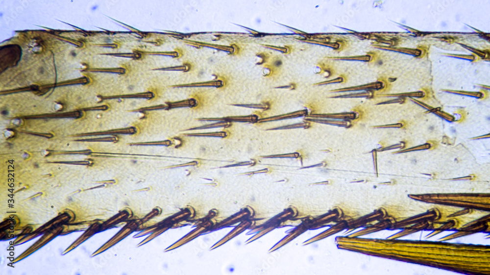 Cockroach microscope