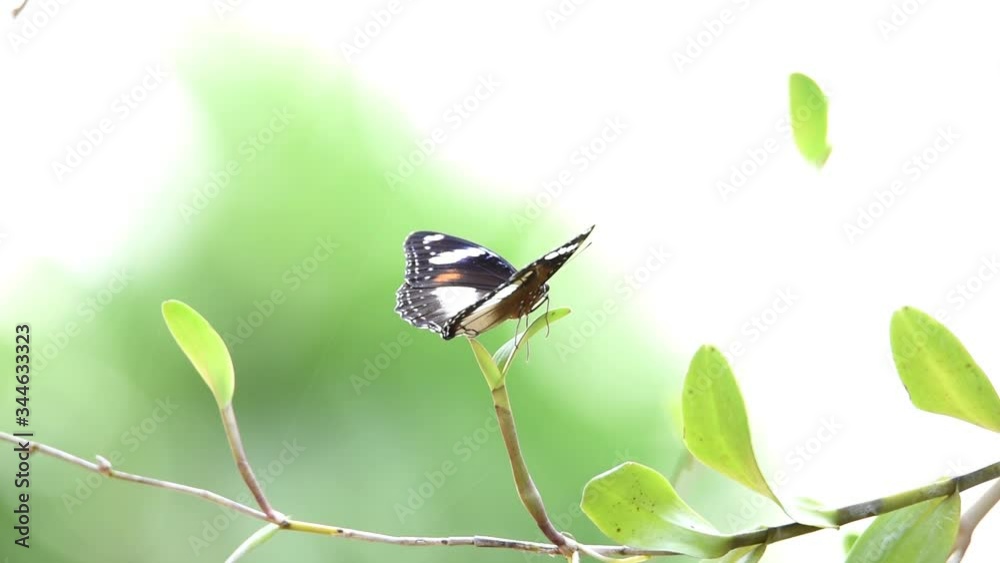 black and white butterfly above the flower buds are blooming while wagging their broad wings black and white butterfly above the flower buds are blooming while wagging their broad wings
