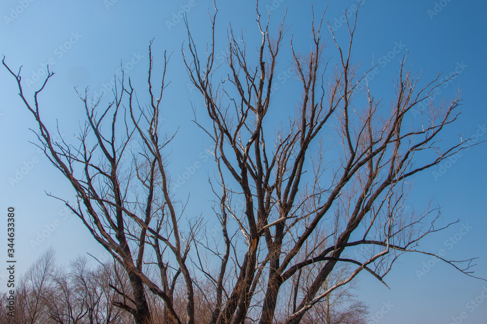 Gnarled tree branches against the sky with clouds Gnarled tree branches against the sky with clouds