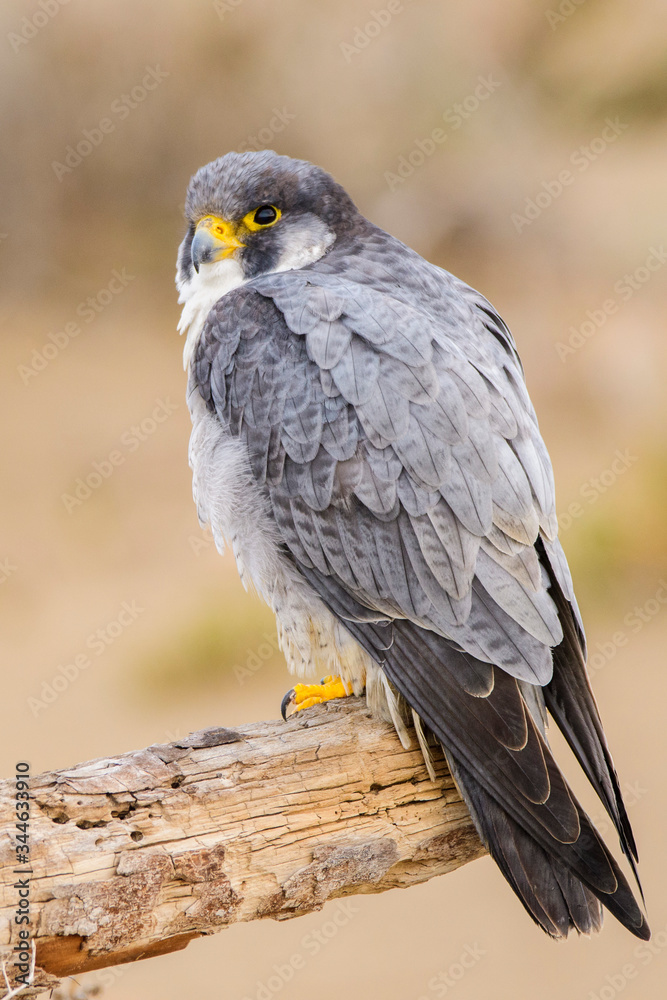 A northern peregrine falcon (Falco peregrinus calidus) in a dead tree trunk in the Ebro Delta Natural Park, in Catalonia. A northern peregrine falcon (Falco peregrinus calidus) in a dead tree trunk in the Ebro Delta Natural Park, in Catalonia.