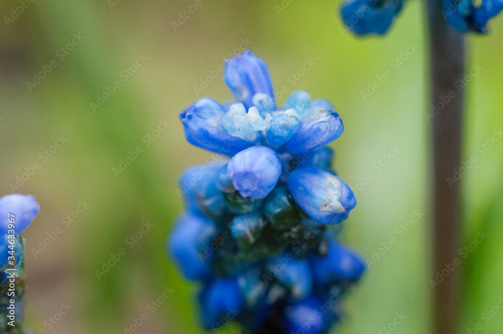 Spring early beautiful delicate muscari flower of blue closeup, macro shot.