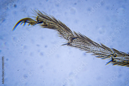 Microscopic image of mosquito leg