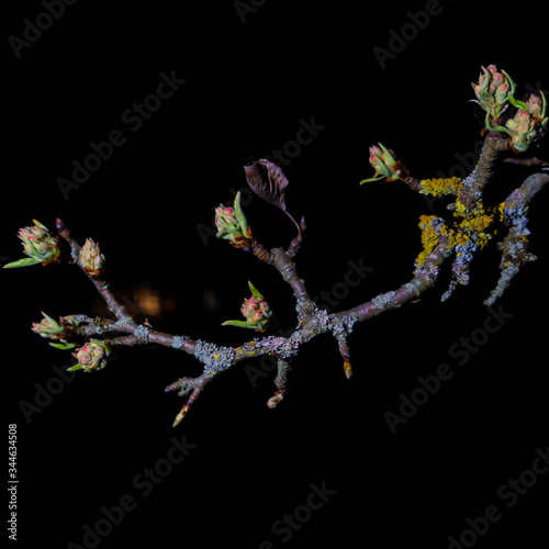 Cuadro en lienzo First spring buds on a tree brunch on dark night day