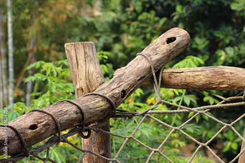 Wooden fence overgrown with ivy in zoo in leipzig in germany. On sunny day in summer.