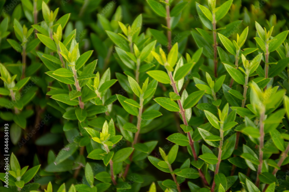green grass background