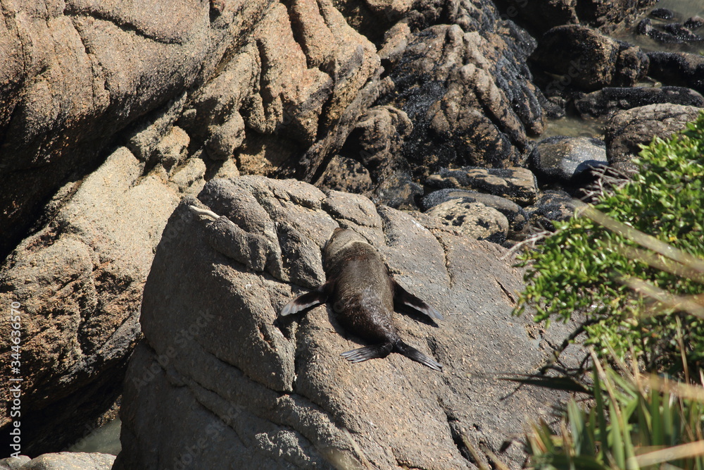 Lazy seal at Punakaiki in New Zealand Lazy seal at Punakaiki in New Zealand