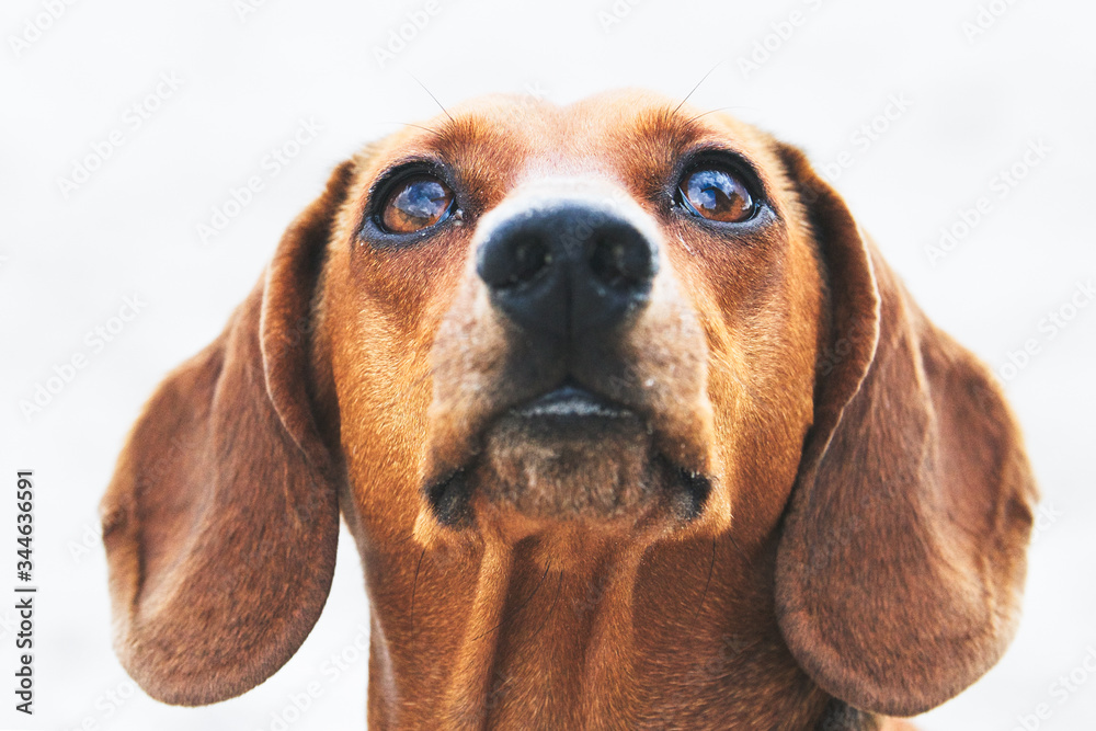 Dachshund looking up to owner with white background