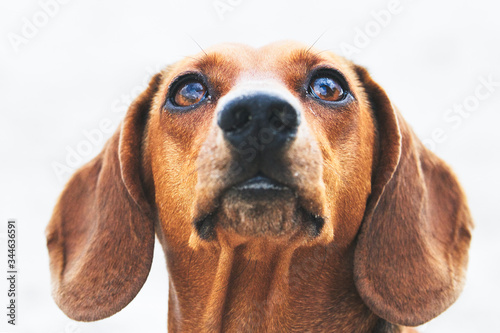 Dachshund looking up to owner with white background © Luckyshots