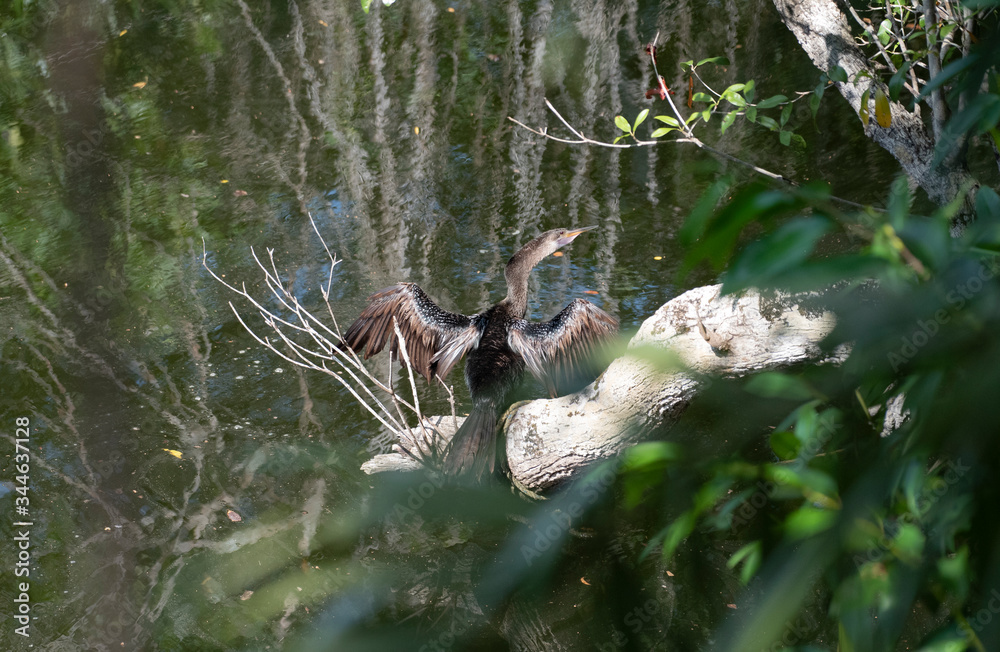 Anhinga