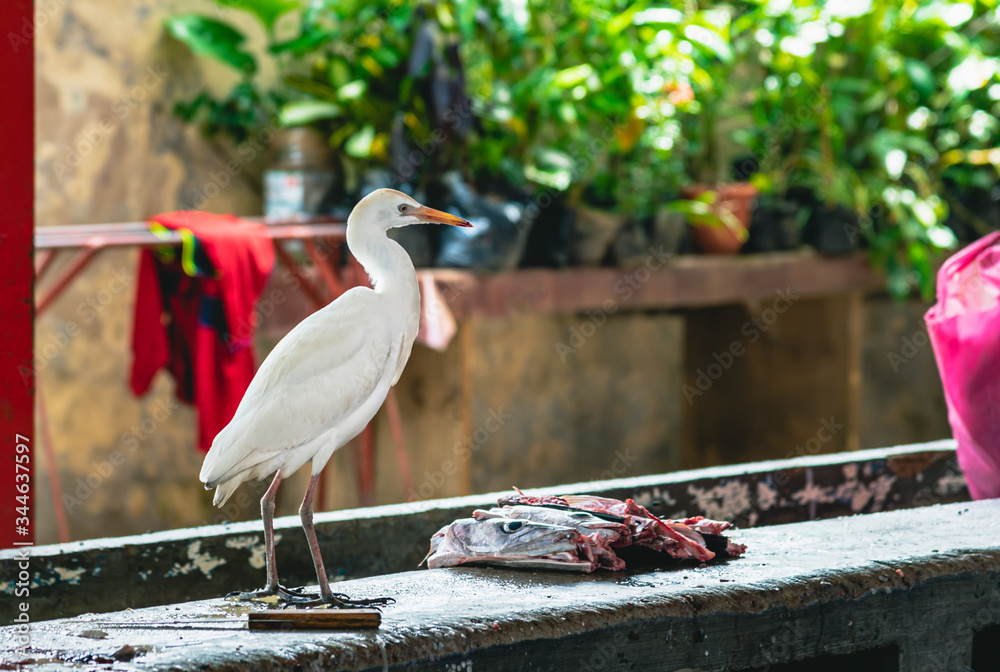Obraz premium White bird at the street fish market, Seychelles.