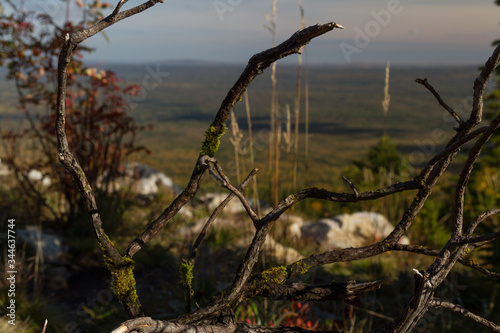 the dead tree