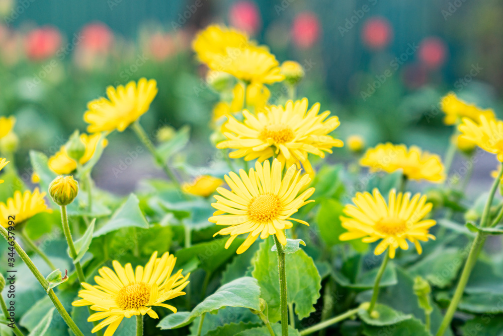 yellow flowers on a background of green grass yellow flowers on a background of green grass