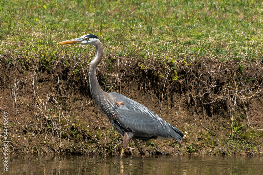 Fototapeta premium great blue heron
