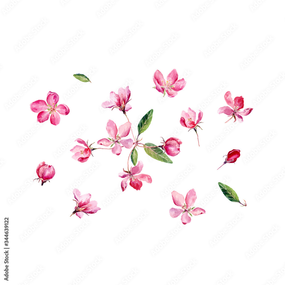 Vector Set of Hand drawn watercolor illustration Red Apple Flowers
