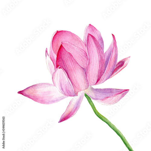Vector Hand drawn watercolor illustration. One pink Lotus