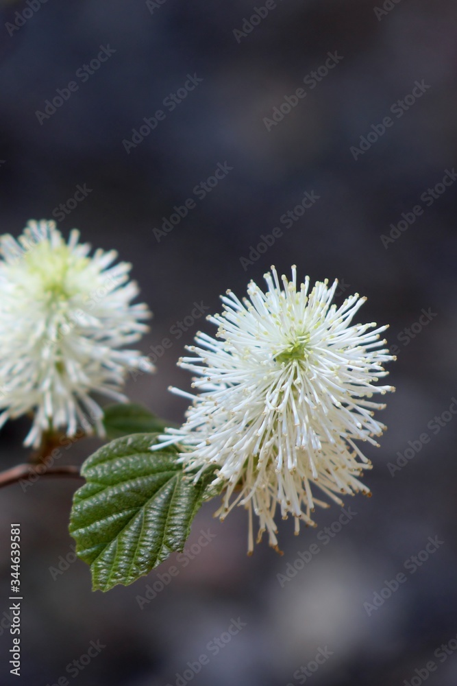 white flowers