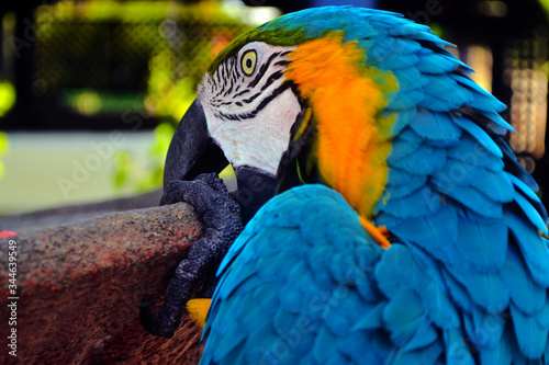  The macaw comes from South America  it is a species that stands out for the intensity of the colors of its feathers  as well as its exotic appearance. Venezuela.