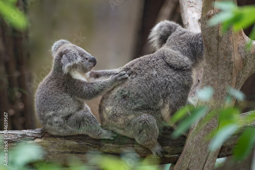 Australian cute baby koala bear with her baby sitting together on the tree.