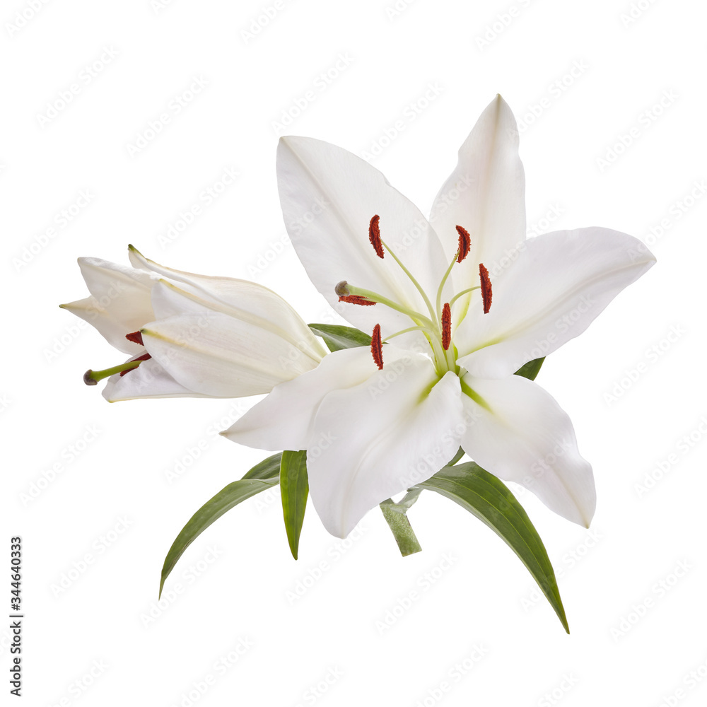 Bouquet of light lilies isolated on white background.