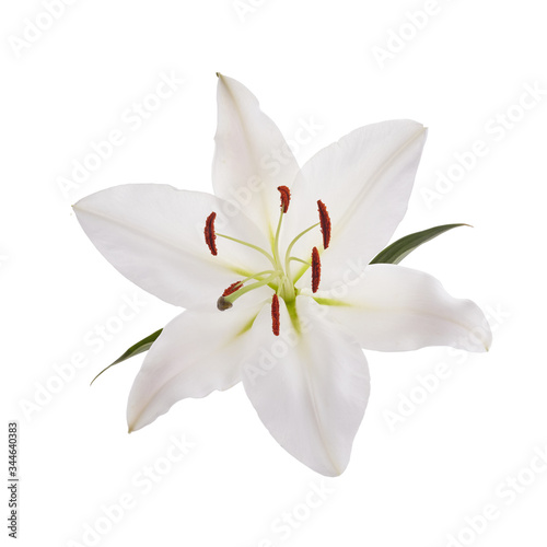 Flower white lily isolated on white background © vetre