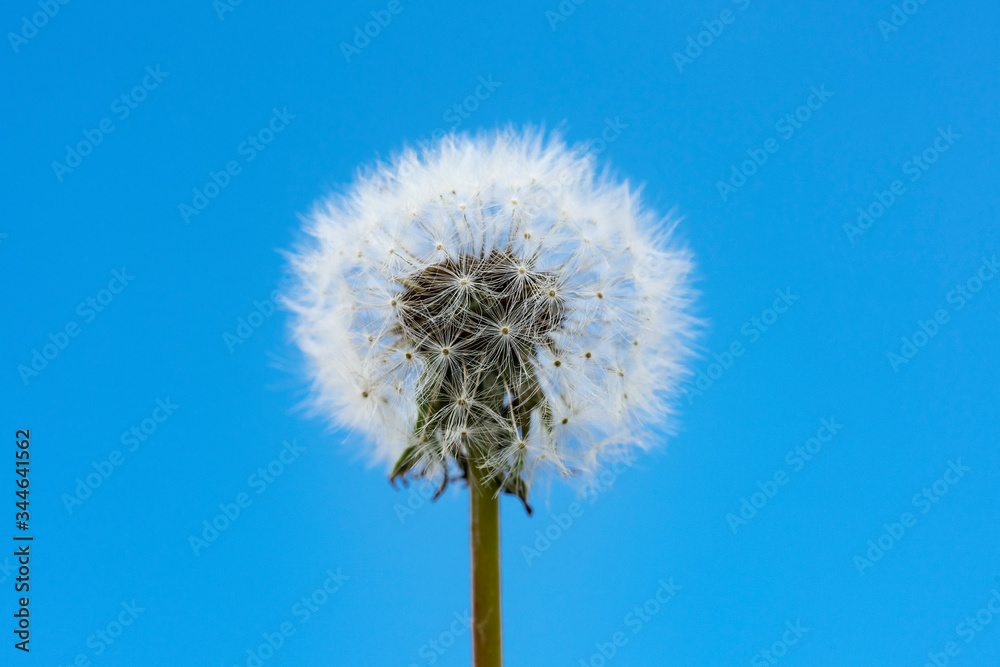 Dandelion and blue sky