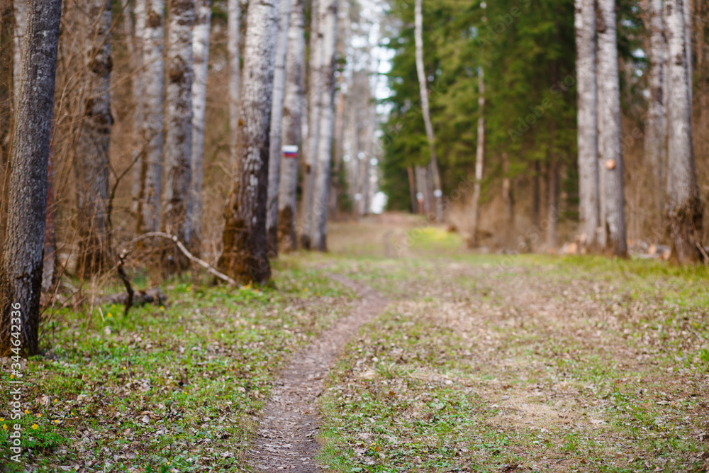 Obraz premium A path in the forest for walking in the forest Park. An alley for trekking and eco-friendly recreation between tall trees
