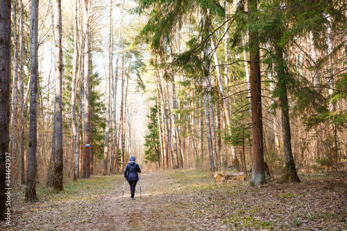 Sports walk in the forest on the trail. Running and walking with trekking poles in the forest