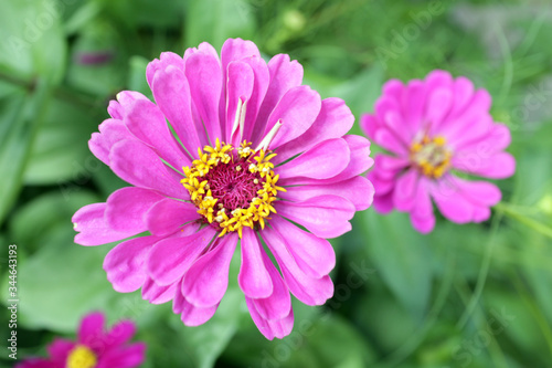 pink zinnia flower