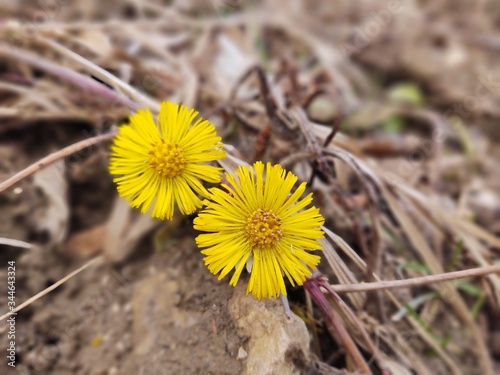 Yellow coltsfoot flower in the grass during spring flowering. Slovakia