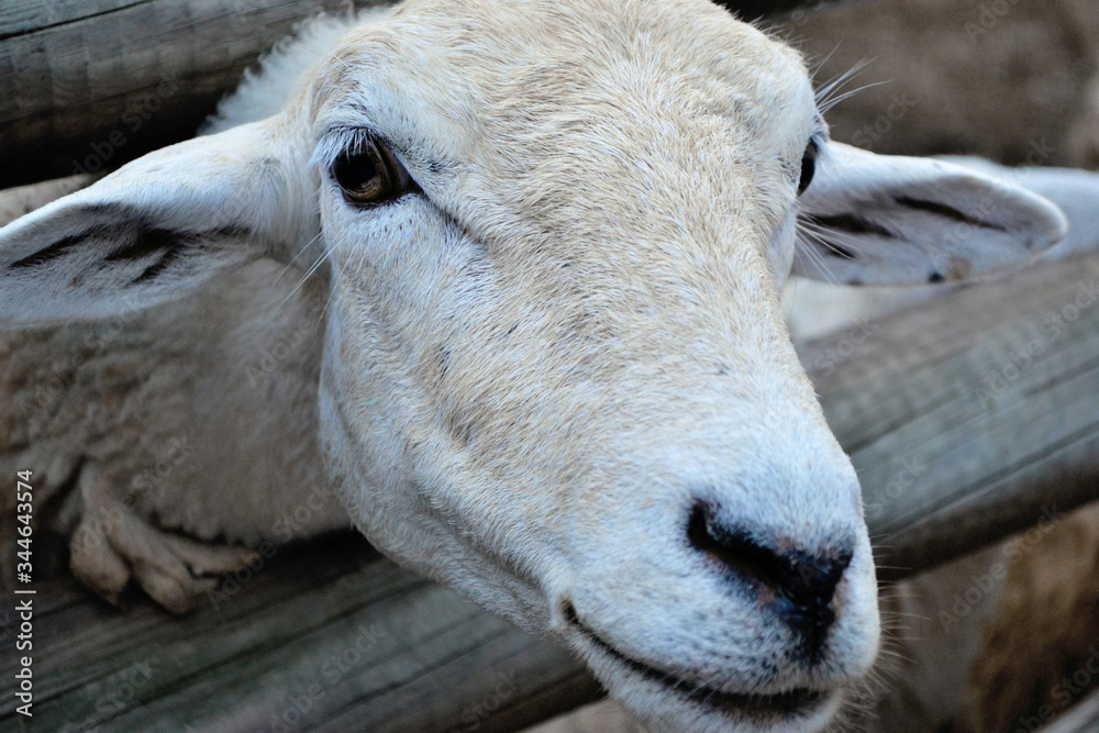 White fur sheep, looking at the camera lens White fur sheep, looking at the camera lens