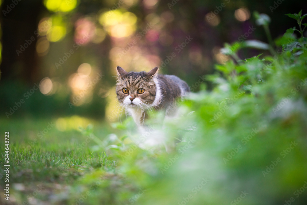 british shorthair cat outdoors on the move walking in garden