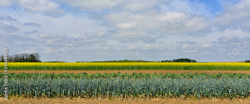 Φωτογραφία Panoramique de cultures, poireaux, choux et colza à Auvers-sur-Oise (95430), dép