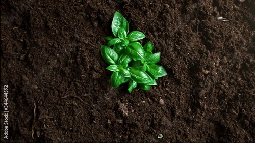 Top View of Basil Plant Growing out of the Fertile Soil. Phantom Flex 1000fps