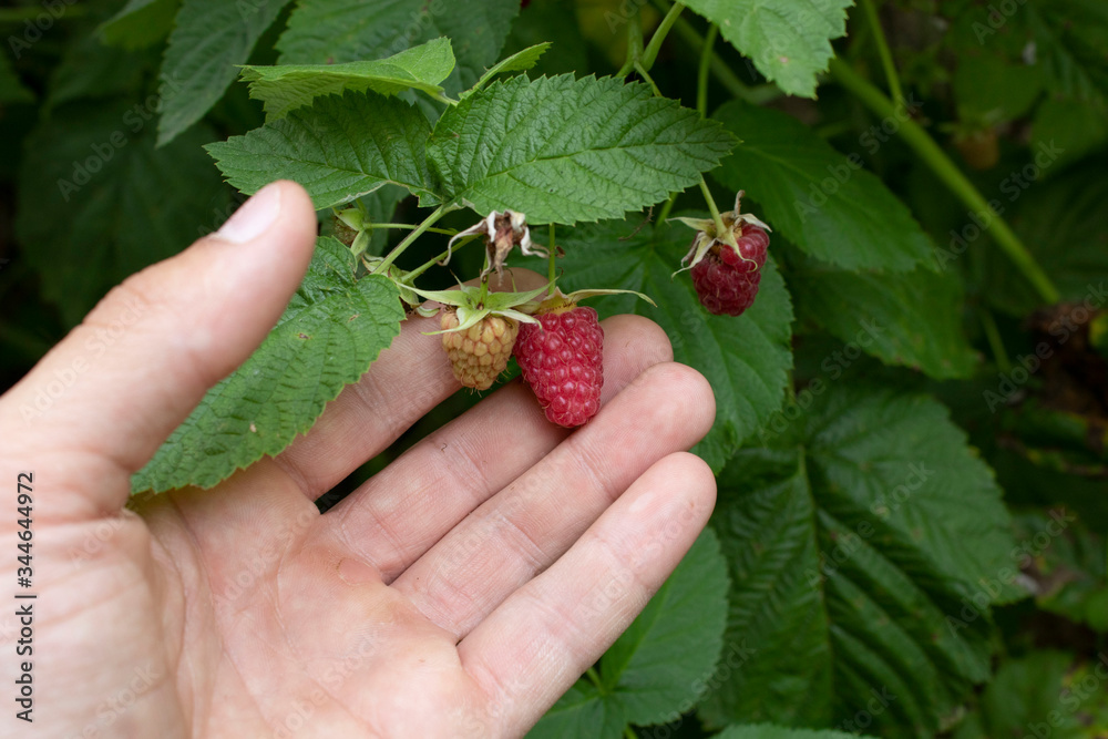 Raspberries in a man's hand Raspberries in a man's hand